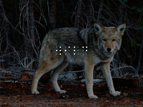 Wildbrandisclosure